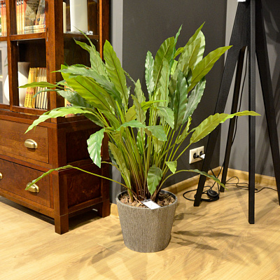 Искусственное растение Калатея Discount - , фото